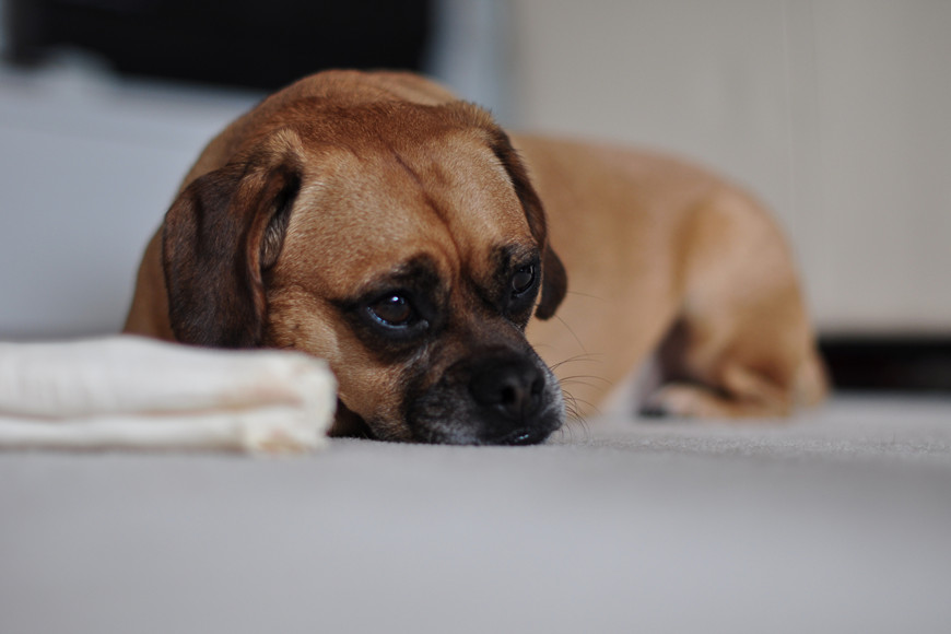 Dog Depression Treatment Options-1