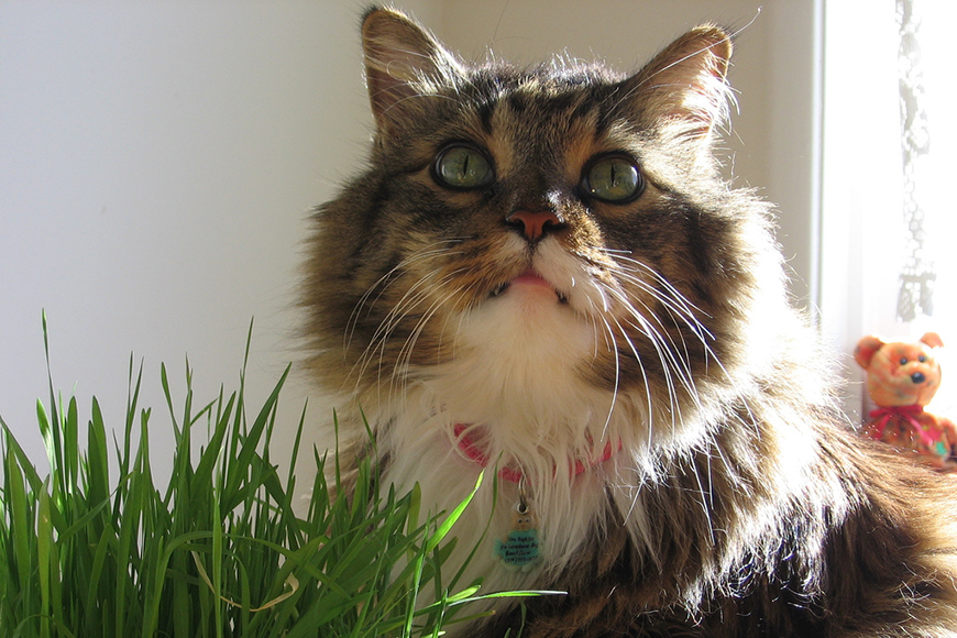 Cat Grass-1