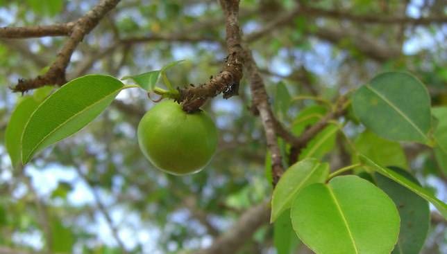 manchineel apple