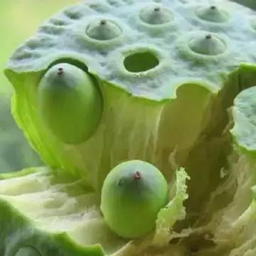 千萬不要小看它，它不但可以改善高血壓、失眠、胃虛等，更能加強記憶力！這麼好的東西你一定要知道！