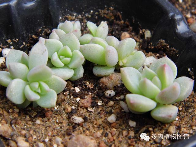 細數哪些多肉植物的葉插成活率最高!