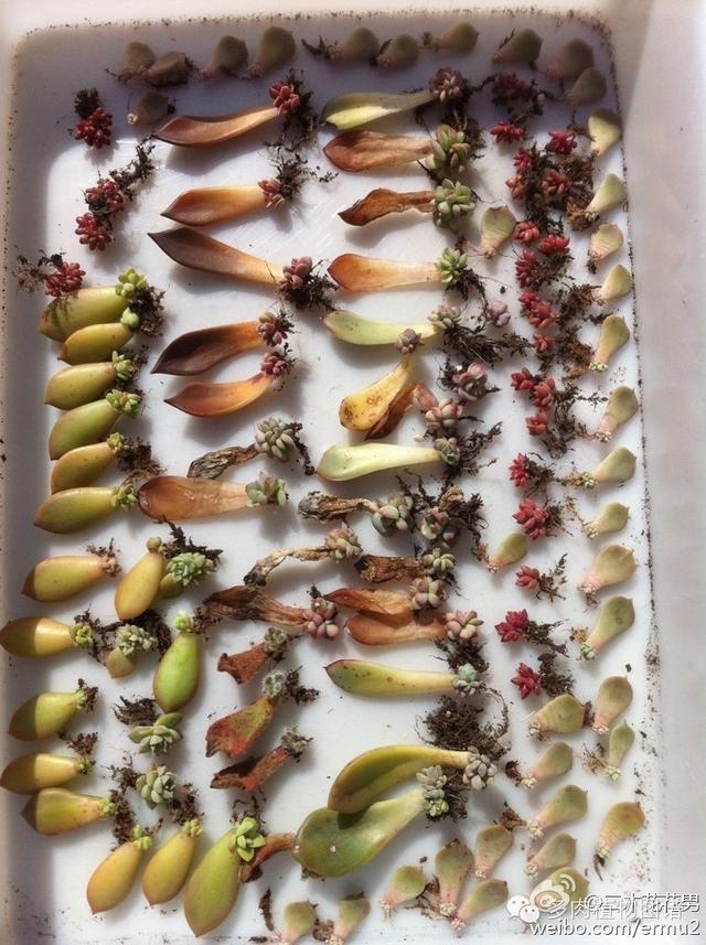 細數哪些多肉植物的葉插成活率最高!