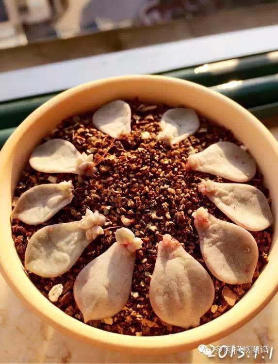 細數哪些多肉植物的葉插成活率最高!