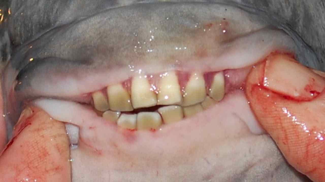 10 張恐怖動物口腔 被咬到的肉體會被徹底撕裂