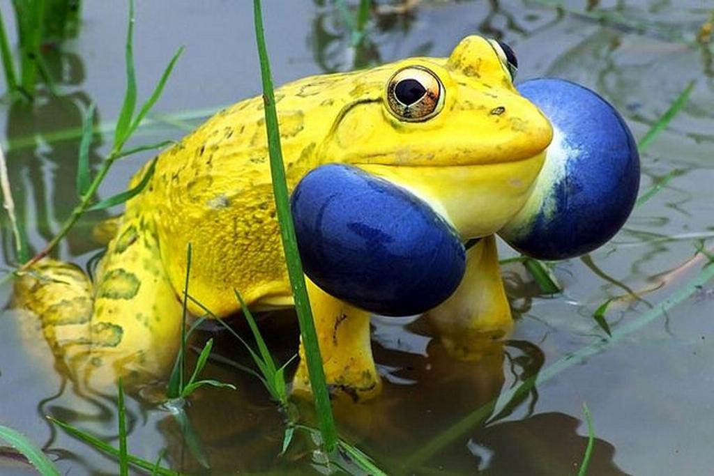 8 種長相超怪異奇特的青蛙，牠們獨特的樣子會讓你恨不得能親眼見一次本尊！