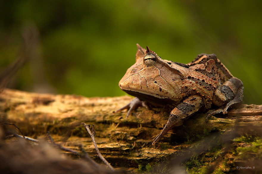 8 種長相超怪異奇特的青蛙，牠們獨特的樣子會讓你恨不得能親眼見一次本尊！
