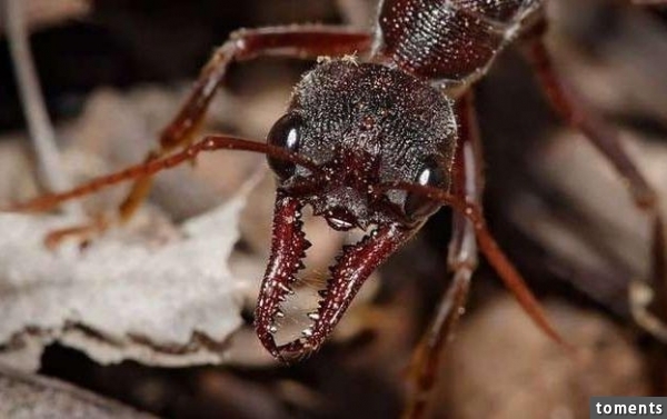 這種螞蟻的體型已經夠嚇人了，要是將它們的身體切掉一半，那兩半的身體居然會做這種事...！所有人都傻眼了！