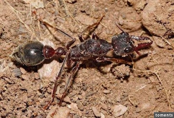 這種螞蟻的體型已經夠嚇人了，要是將它們的身體切掉一半，那兩半的身體居然會做這種事...！所有人都傻眼了！