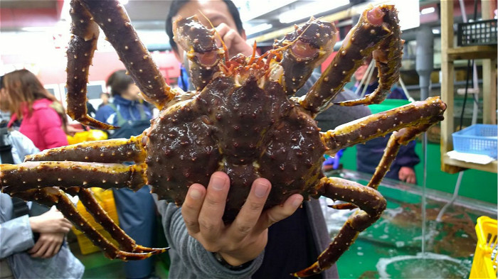一舉擎天！全球聞名！北海道根室、紋別，帝王巨蟹！ (Hokkaido King Crabs) ，還有豐富的帝王蟹大餐