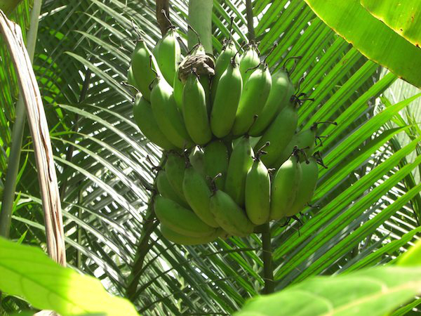 Have an itchy bug bite? Rub the inside of a banana peel on the bite for quick itch relief.