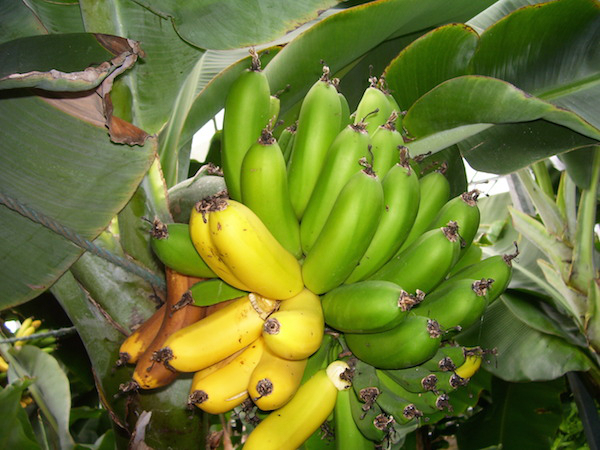 Can't find any Tums laying around? Calm your heartburn with a banana, as they are natural antacids.