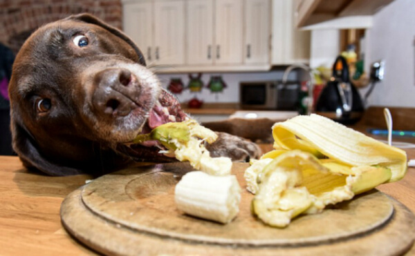 hungry labrador 1