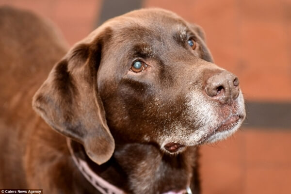 hungry labrador 3