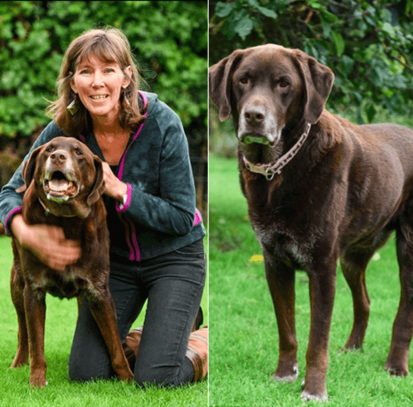 hungry labrador 10