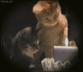 giphy-53