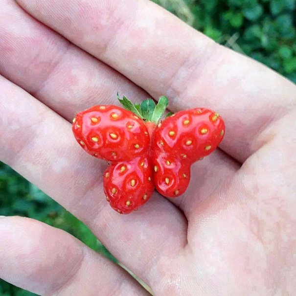 unusual-shape-fruit-vegetables-30__605