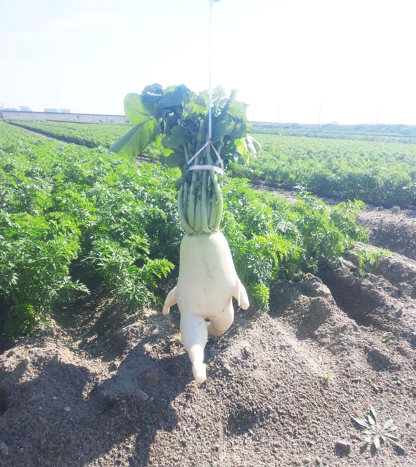 unusual-shape-fruit-vegetables-7__605