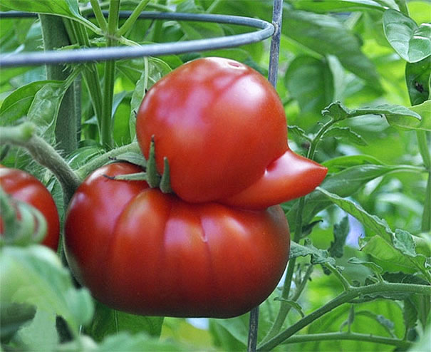 unusual-shape-fruit-vegetables-102__605