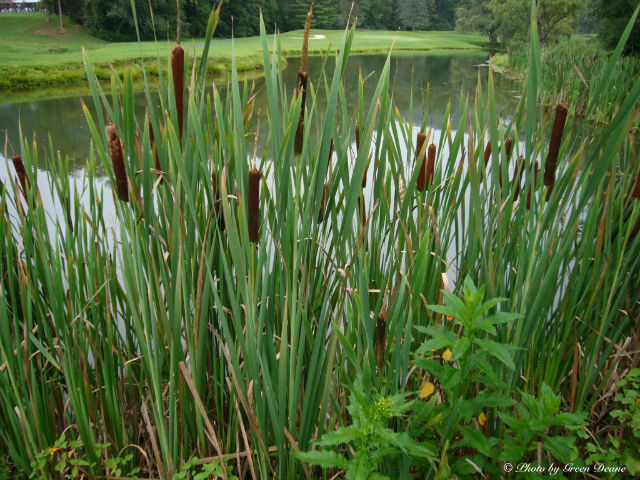 These canes, often see in swampy and water-logged areas, have edible roots and can provide food if you are hungry and lost.