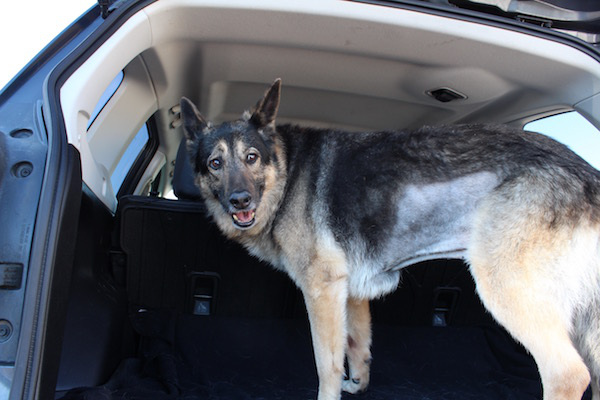 "This is me loaded for my final car ride. Quite the striking profile I know. I wasn't happy it was my last, but I was ready for it. I served my Mom and Dad as the greatest companion that anyone could ever know. Knowing that I leave with pride and confidence."

Via Imgur