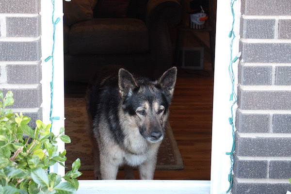 "I spent a lot of time doing this this past weekend, as I waited for all of my friends to come visit. I loved seeing people make the walk up to our house!"