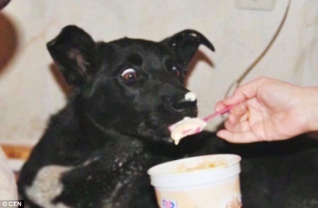 Gentle nursing: Following the hit-and-run, Shavi was rescued by two passersby, before Ms Baranovskaya took her in and nursed her back to health over several months. Above, Ms Baranoyskaya feeds the injured dog