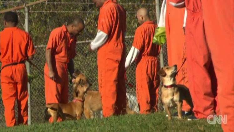 UNILAD-dog-prisoners-195174