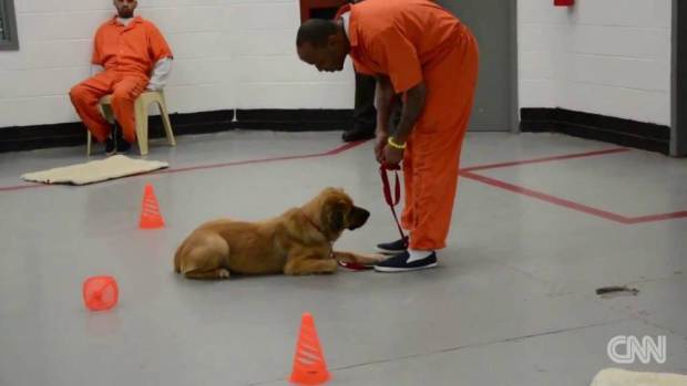 UNILAD-dog-prisoners-237207