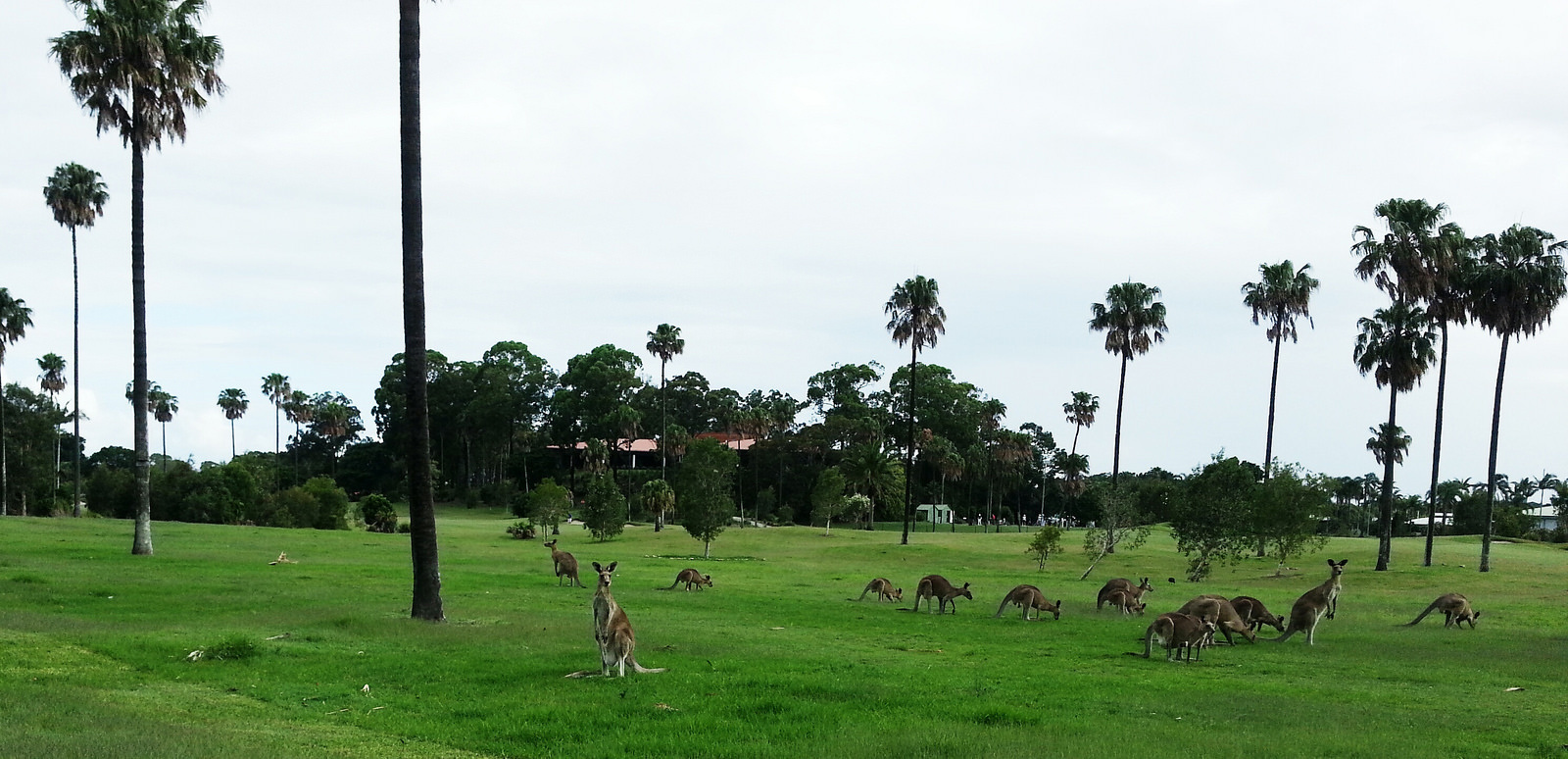 There are approximately 25 million kangaroos in Australia. The human population is just a mere 23,856,200.