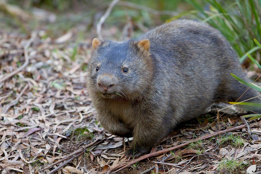 The Australian wombat marks it's territory and attracts mates by dropping 80-100 cubed shaped turds daily.