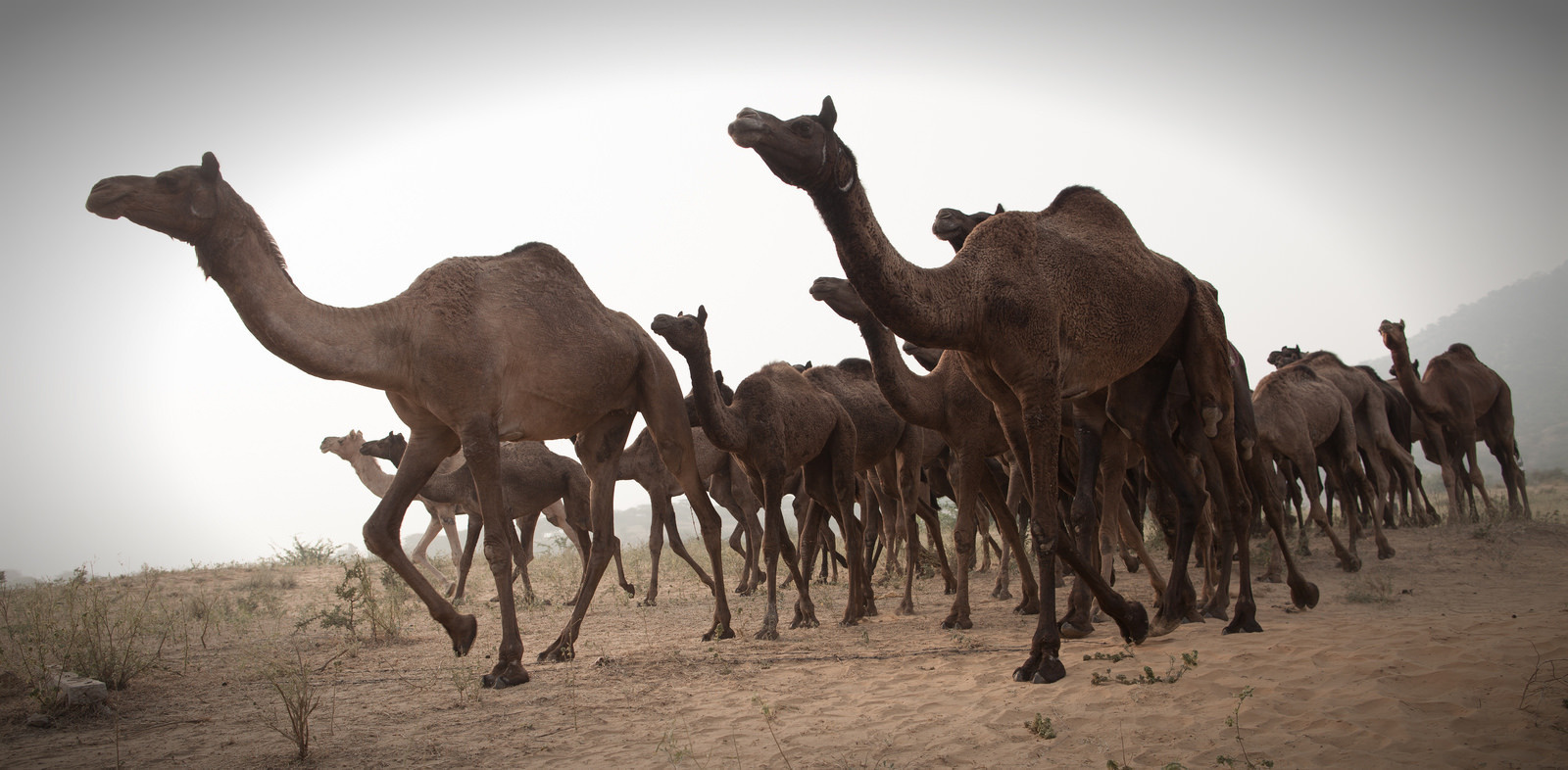 In 2009, the town of Docker River in Australia was under siege when 6,000 camels went in search of water. 