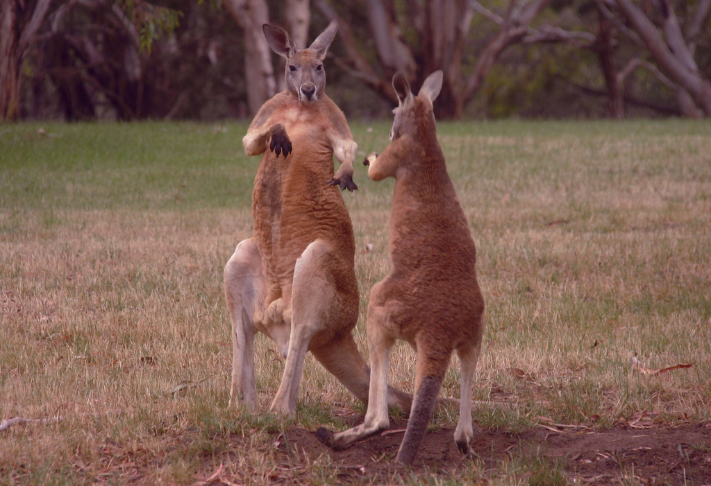 The kangaroo is the country's national animal. It is also hunted in the wild for its meat and fur.