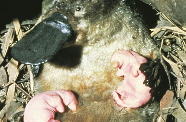 Australia has the rarest mammal in the world: the platypus. This animal lays eggs, looks like a duck, beaver, and otter.