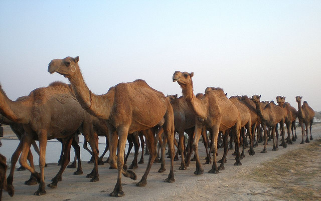 Australia exports camels to Saudi Arabia for meat consumption.