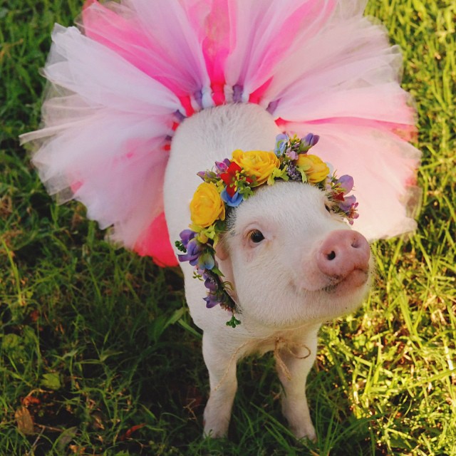 hamlet-piggy-ctute-animals-mini-pig-37