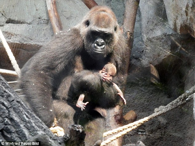 Happier days: Shira pictured with her baby daughter shortly before it died. She is still carrying the little one