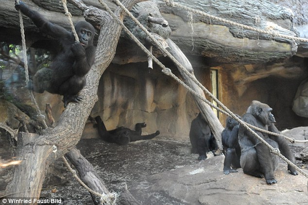 Zoo keepers were able to retrieve the body of the baby after Shira finally realised her daughter was dead