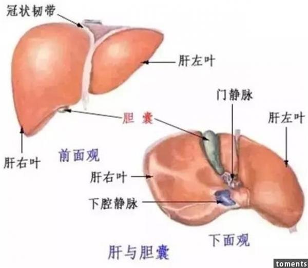 為何「肝癌」一發現就是晚期?你的肝若有這3種症狀,就恐怖了...千萬要注意!!
