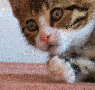 cat reaction omg shocked shock