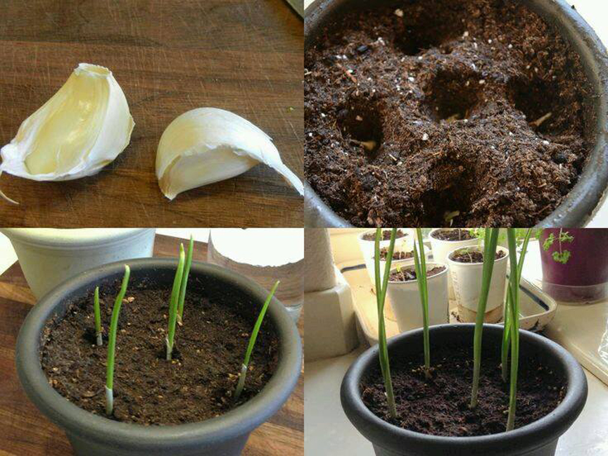 網傳人氣DIY種植法，想吃什麼就種什麼！原來青蔥番薯葉可以這樣種！！！