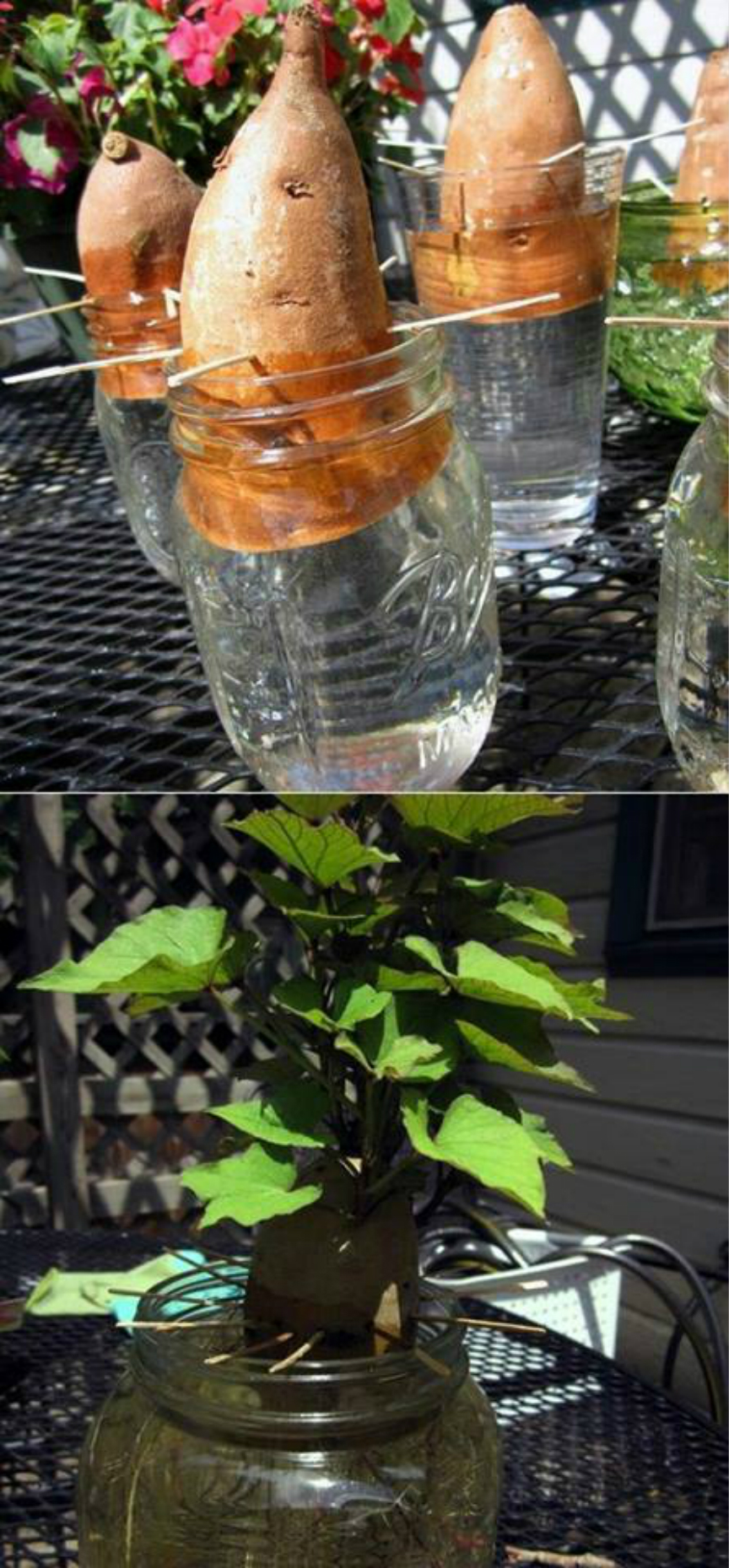 網傳人氣DIY種植法，想吃什麼就種什麼！原來青蔥番薯葉可以這樣種！！！