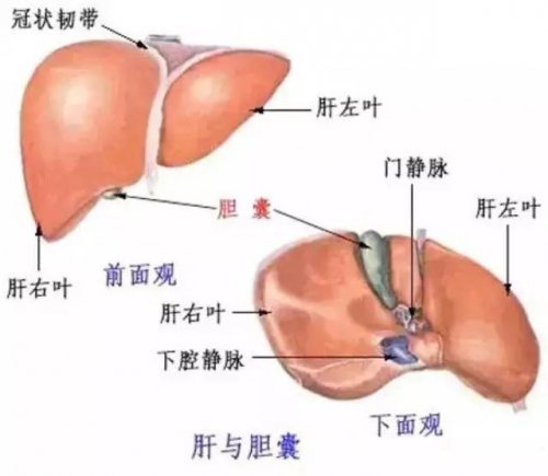 為何肝癌一發現就是晚期！你的肝還好嗎？