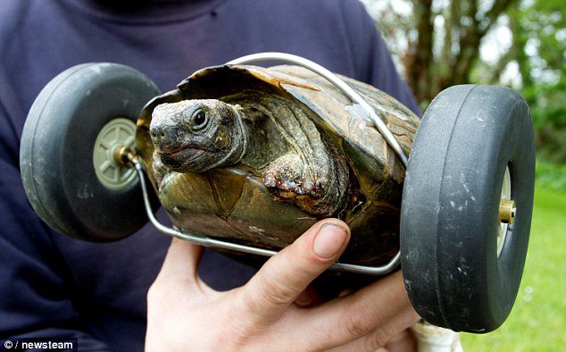 But a rat got in last month and chewed off both of Mrs T's front legs to the elbow joint. Rats attacking tortoises is not uncommon - in 2013 Britain's oldest tortoise, Thomas from Guernsey, died after a rat attack aged 130