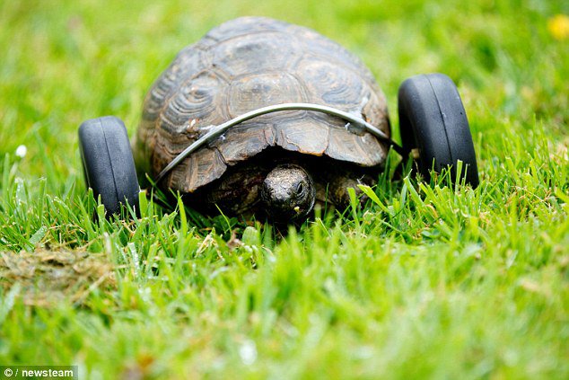 Mrs T (pictured) was in her 60s when she was bought as a pet for Mr Sinclair-Jones when he was eight