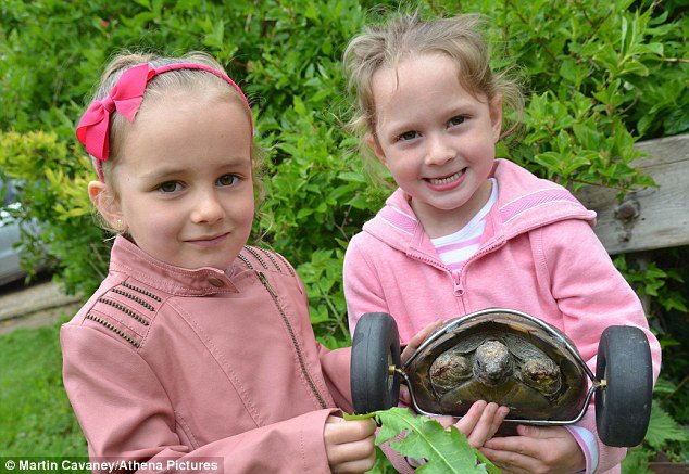 Ms Ryder's grandchildren Nancy Sinclair-Jones, four, (left) and Mia Davies, five, with Mrs T the tortoise