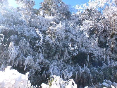 霸王寒流發威全台各地都飄起雪來了，看完這些照片你才相信「原來白色台灣真的太美了」！