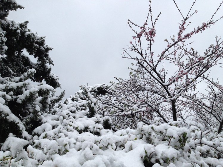 霸王寒流發威全台各地都飄起雪來了，看完這些照片你才相信「原來白色台灣真的太美了」！