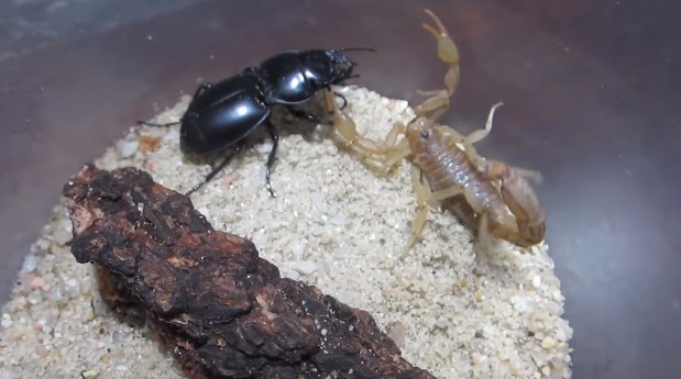 他把蠍子跟甲蟲放在一起的時候我已經默默想「甲蟲RIP」，但下一秒甲蟲就放出超猛大反攻！