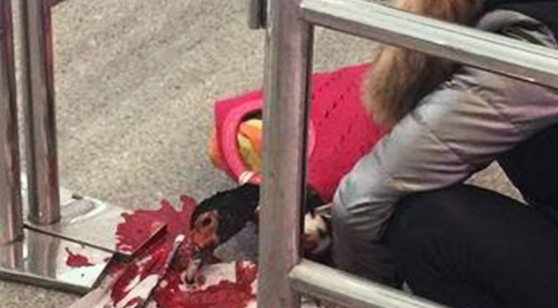 她被車站人員告知「不能攜帶活鴨子上車」之後，馬上拿出水果刀做了一件被網友罵爆的可惡行為。