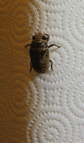 cicada animated GIF 
